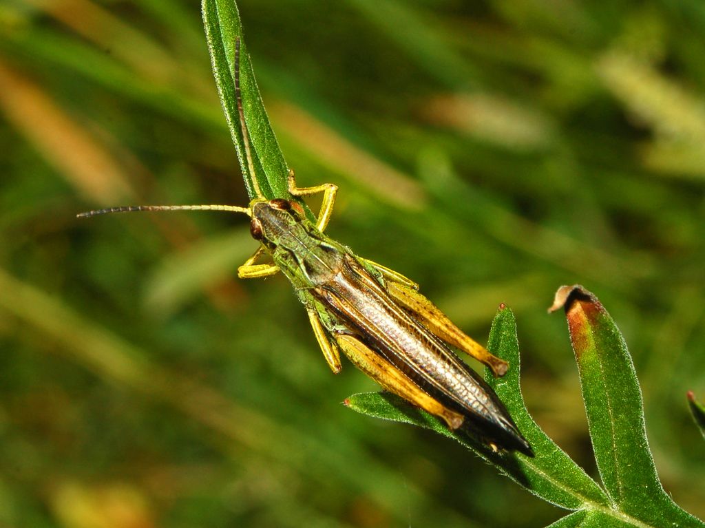 Una cavalletta dalle Alte Alpi: Stauroderus scalaris